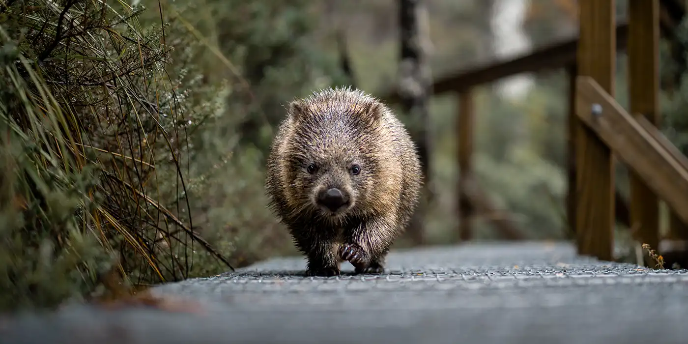 A wombat on Cradle Mountain