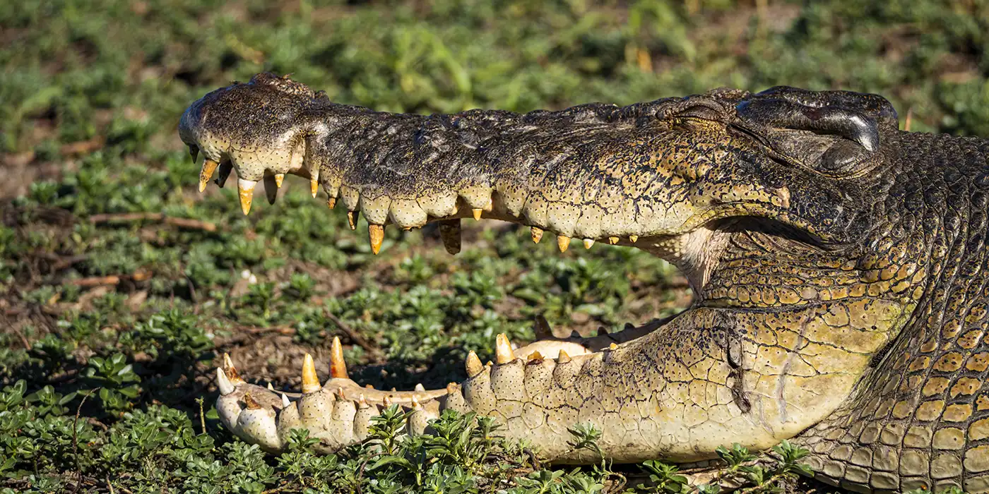 Crocodile in Kakadu National Park